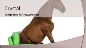  Presentation with horse - Beautiful PPT theme featuring pre spanish - andalusian horse sitting backdrop and a light gray colored foreground