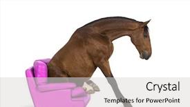  Presentation with horse - Beautiful presentation design featuring pre spanish - andalusian horse sitting backdrop and a light gray colored foreground