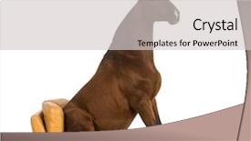  Presentation with horse - Presentation having pre spanish - andalusian horse sitting background and a light gray colored foreground