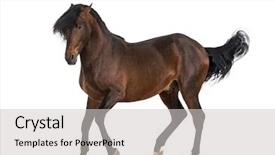  Presentation with horse anatomy - Slides consisting of pre spanish - andalusian horse trotting background and a light gray colored foreground