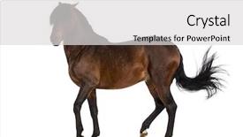  Presentation with horse anatomy - Audience pleasing PPT theme consisting of pre spanish - andalusian horse trotting backdrop and a light gray colored foreground