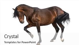  Presentation with horse - Amazing PPT layouts having pre spanish - andalusian horse trotting backdrop and a white colored foreground