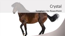  Presentation with horse - PPT layouts featuring pre spanish - andalusian horse trotting background and a white colored foreground