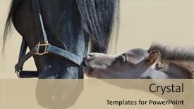  Presentation with foal - Presentation theme with pre spanish - close up portrait big black background and a coral colored foreground