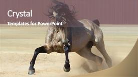  Presentation with horse - Colorful presentation design enhanced with pre spanish - purebred andalusian horse playing backdrop and a gray colored foreground