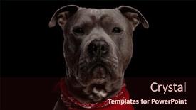  Presentation with forward - Theme featuring precious-amstaff-dog-wearing-red background and a wine colored foreground