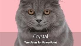  Presentation with long hair - Slide deck featuring precious-british-long-hair-cat background and a gray colored foreground