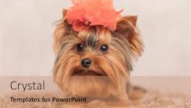  Presentation with red carpet - Presentation enhanced with precious-little-yorkie-dog background and a  colored foreground