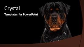  Presentation with precious alloy - PPT theme enhanced with precious-rottweiler-with-leather-collar background and a black colored foreground