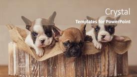  Presentation with box - PPT theme enhanced with precious-row-of-three-adorable background and a coral colored foreground