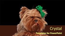  Presentation with tongue - Presentation theme featuring precious-yorkie-puppy-with-tongue background and a tawny brown colored foreground