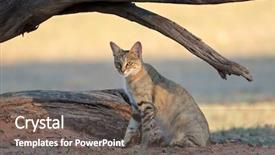  Presentation with safari south africa - PPT layouts featuring predator - african wild cat felis silvestris background and a gray colored foreground