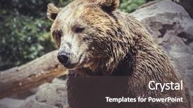  Presentation with brown bear - Beautiful slide set featuring predator spanish powerful brown bear backdrop and a dark gray colored foreground