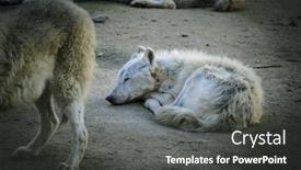  Presentation with wolf - Amazing PPT theme having predator white wolf resting in the sun beautiful coat backdrop and a dark gray colored foreground