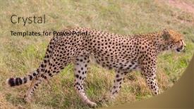  Presentation with jeep car - Presentation theme consisting of predatory-mammals-in-masai-mara background and a coral colored foreground