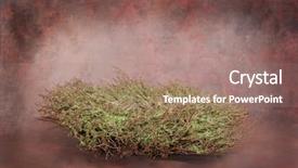  Presentation with accents - Slide set enhanced with preemie baby - fantasy bird nest photographer studio background and a coral colored foreground