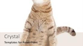  Presentation with pregnant - Slide set with pregnant cat with nice belly sitting and looking upward isolated on white background and a coral colored foreground