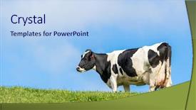  Presentation with dairy cow - Audience pleasing PPT layouts consisting of pregnant cow in green grass backdrop and a light blue colored foreground
