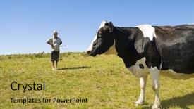  Presentation with dairy cow - Cool new presentation theme with pregnant cow with dairy farmer in the background blue sky and green grass backdrop and a gold colored foreground