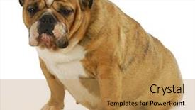 Presentation with english bulldog - Presentation theme enhanced with pregnant dog - english bulldog 6 background and a yellow colored foreground