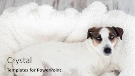  Presentation with pregnant - PPT theme with pregnant-dog-resting-in-white background and a light gray colored foreground