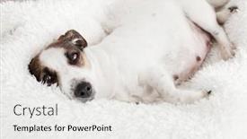 Presentation with pregnant - Slide set having pregnant-dog-resting-in-white background and a white colored foreground