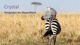  Presentation with oat - Slide deck having pregnant-plains-zebra-equus-quagga background and a sky blue colored foreground