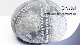  Presentation with fossil - Beautiful slide set featuring prehistoric earth - fossil of cretaceous period shot backdrop and a light gray colored foreground