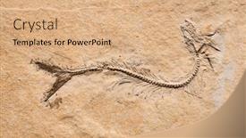  Presentation with prehistoric - Presentation design featuring prehistoric-fish-fossil-skeleton-impint background and a coral colored foreground