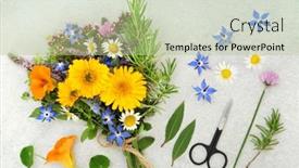  Presentation with alternative medicine - Presentation design featuring preparating-herbs-and-flowers background and a mint green colored foreground