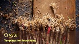  Presentation with garlic - PPT theme with preparation-of-a-bunch background and a tawny brown colored foreground