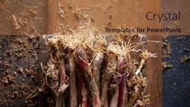  Presentation with garlic - PPT theme having preparation-of-a-bunch background and a coral colored foreground