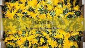  Presentation with syrup - PPT theme consisting of preparation-of-dandelion-syrup background and a gold colored foreground