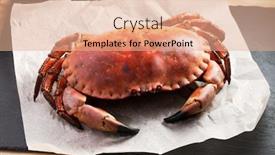  Presentation with swedish - Amazing slide deck having prepared-swedish-crab-closeup backdrop and a coral colored foreground