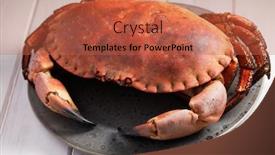  Presentation with swedish - Amazing slide deck having prepared-swedish-crab-closeup backdrop and a red colored foreground