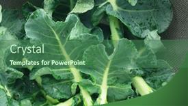  Presentation with net - PPT layouts enhanced with preparing-broccoli-leaves-or-greens background and a ocean colored foreground