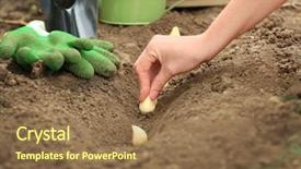  Presentation with blue flower bulb field - Colorful PPT theme enhanced with preparing land - woman planting flower bulb backdrop and a  colored foreground