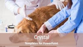  Presentation with golden - PPT theme with presentation dogs - doctor and assistant checking up background and a  colored foreground
