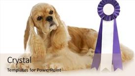  Presentation with competition - PPT theme having presentation dogs - dog competition - american cocker background and a coral colored foreground