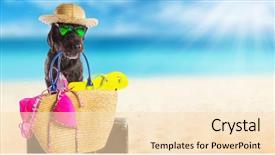  Presentation with summer - Colorful presentation theme enhanced with presentation dogs - funny summer black dog backdrop and a  colored foreground