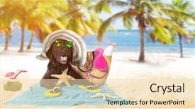  Presentation with summer - Presentation theme having presentation dogs - funny summer black dog background and a  colored foreground
