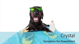  Presentation with siberian husky dog black - Colorful presentation theme enhanced with presentation dogs - mutt black dog with beach backdrop and a light blue colored foreground