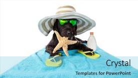  Presentation with accessories - Slide set having presentation dogs - mutt black dog with beach background and a arctic colored foreground