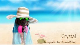 Presentation with accessories - Theme with presentation dogs - mutt black dog with beach background and a  colored foreground