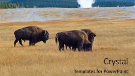  Presentation with wyoming - Amazing PPT theme having soil grassland - bison in the yellowstone national backdrop and a coral colored foreground