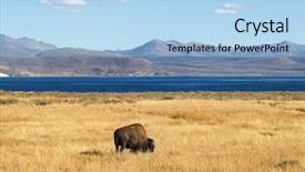  Presentation with bison - Colorful slides enhanced with soil grassland - bison in the yellowstone national backdrop and a light blue colored foreground