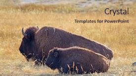  Presentation with bison - Presentation theme having soil grassland - bison in the yellowstone national background and a coral colored foreground