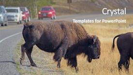  Presentation with bison - Slides featuring soil grassland - bison in the yellowstone national background and a coral colored foreground