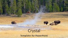 Presentation with bison - Cool new presentation theme with bison in the yellowstone national backdrop and a lemonade colored foreground