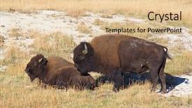  Presentation with wyoming - Beautiful PPT theme featuring soil grassland - bison in the yellowstone national backdrop and a lemonade colored foreground